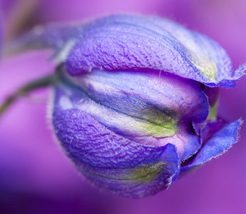 The MyGardenSchool Flickr Group Reaches 700 members & 6000+ Garden Photos