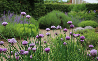 7 Top Tips and Tricks for Herbs