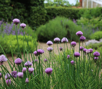 7 Top Tips and Tricks for Herbs