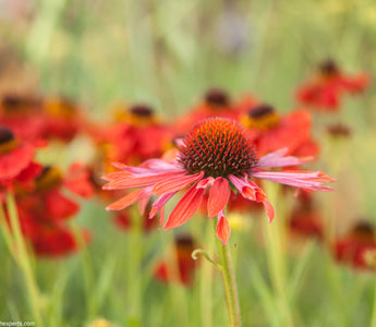 Hortus Loci and The Plant Village at Hampton Court Flower Show