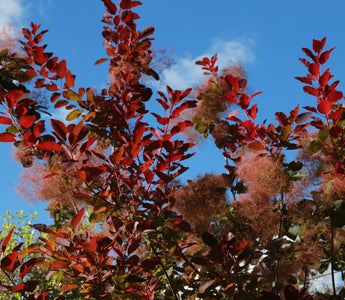 Shrubs for autumn flowers and foliage