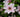 Top Tips For Success With Clematis