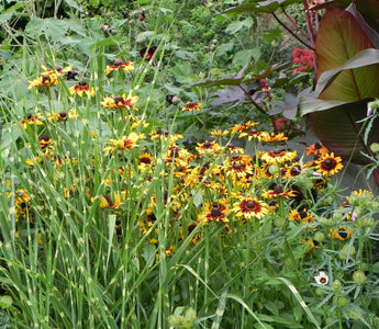 Further thoughts on the future of gardening