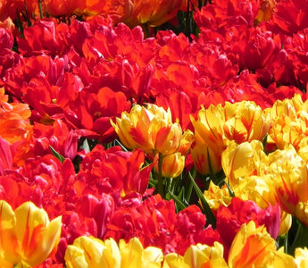 Double Tulips: Our Selection