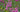Flowering Trees for Small Gardens