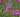 Flowering Trees for Small Gardens