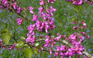 Flowering Trees for Small Gardens