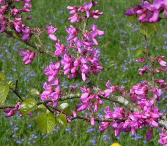 Flowering Trees for Small Gardens