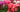 How to care for Poinsettias, Cyclamen and Azaleas
