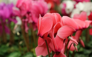 How to care for Poinsettias, Cyclamen and Azaleas