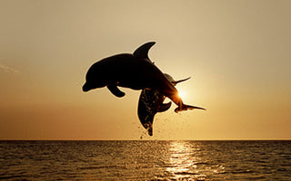 8 Common Wildlife Photography Mistakes