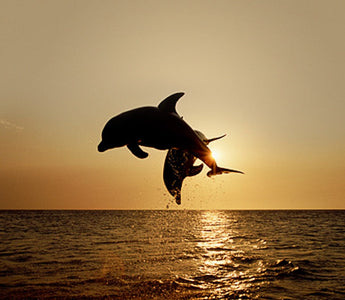 8 Common Wildlife Photography Mistakes