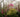 RHS Chelsea Flower Show 2014