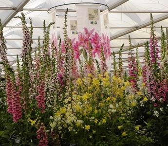 RHS Chelsea Flower Show 2014