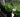 How to Grow Herbs in Pots