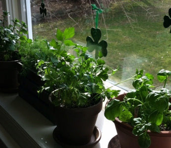 How to Grow Herbs in Pots
