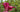 The Secrets of Growing Lilies