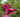 The Secrets of Growing Lilies