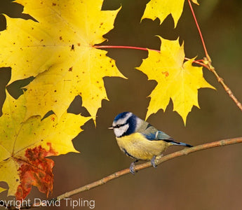 Autumn Wildlife Photography Tips