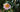 Camellia &ndash; Queen of Shrubs