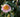 Camellia &ndash; Queen of Shrubs
