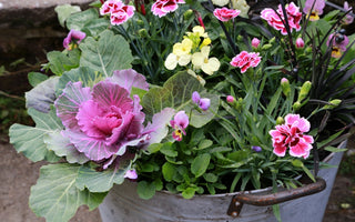 Fall colour in pots and containers
