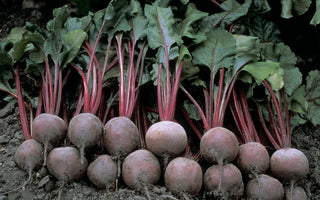 What Vegetables Can I Plant Now?