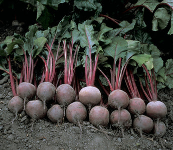 What Vegetables Can I Plant Now?
