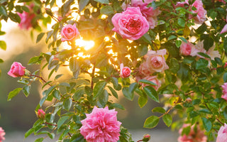 Blooming Marvellous Photos