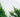Evergreen climbers: for all year good looks