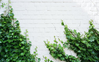 Evergreen climbers: for all year good looks