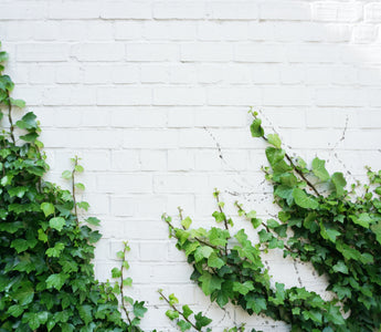 Evergreen climbers: for all year good looks