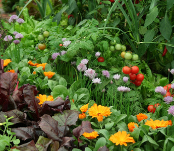 10 Flowers To Grow With Vegetables