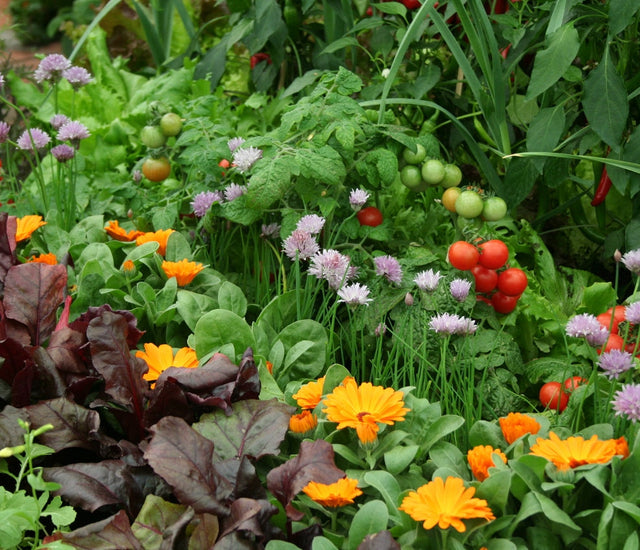 10 Flowers To Grow With Vegetables Learning with Experts Staging