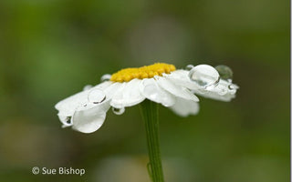 Ambient Light: Photographing in Natural Light