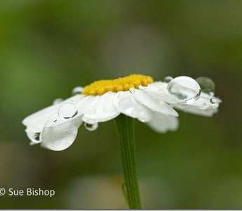 Ambient Light: Photographing in Natural Light
