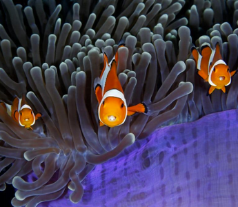 Wildlife Photographer of the Year 2017 Finalists