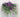 Clematis for Hanging Baskets