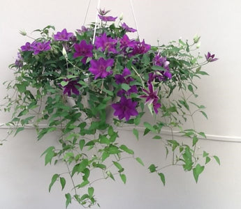 Clematis for Hanging Baskets