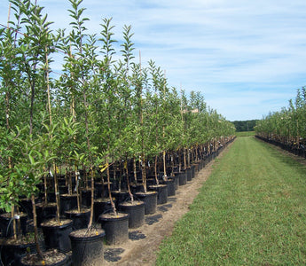 The Propagation of Fruit and Ornamental Trees
