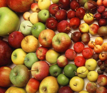 Fruit Tree Specification & Rootstocks Guide