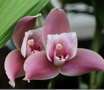 Magnolias and orchids