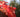 Climbers for fall color; Scarlet ribbons