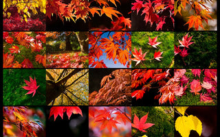 How To Photograph Great Autumn Colours