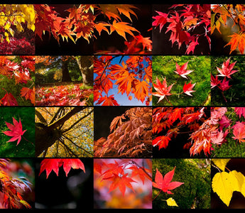 How To Photograph Great Autumn Colours