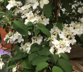 Best New Plants at Chelsea Flower Show 2015