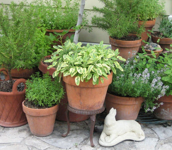 The 5 Most Popular Culinary Herbs