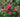 Best Plants For Summer Fragrance