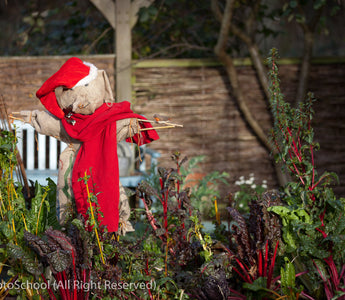Top Ten Last Minute Gardening Gifts for Christmas
