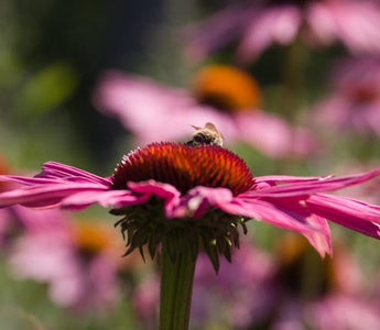 Why Garden Designers Love Echinaceas
